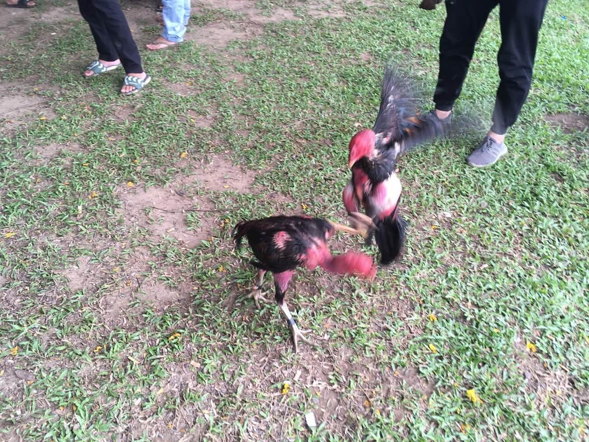 【シャモ】「闘鶏」は動物虐待、愛護団体が禁止訴え　沖縄県は慎重姿勢「実態把握できていない」